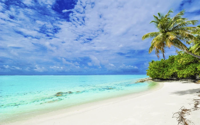 Punta Matira Beach Bora Island Tropical With Palm Tree White Sand And Clear Water Hd Wallpapers High Definition 2k