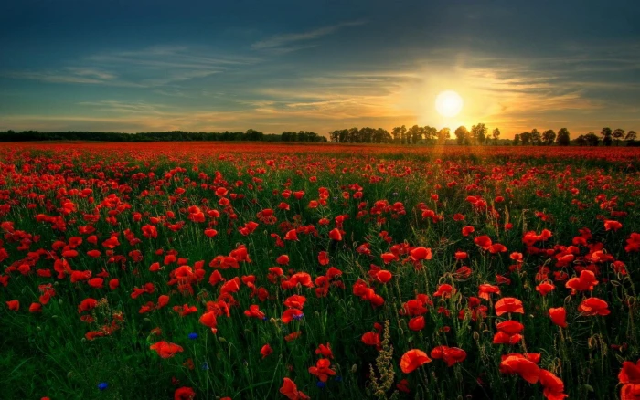 red poppy flower field Flowers Nature Red Flower Rose Scenic 2k