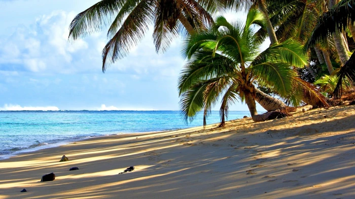 tropical beach tropics sea sky shore palm tree caribbean 2k
