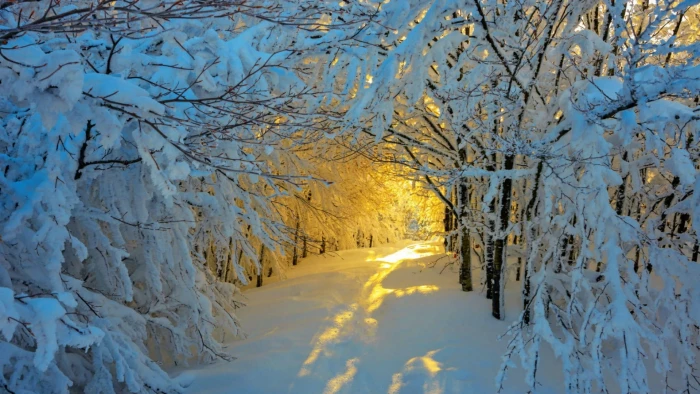 winter snow nature snowy photography branch tree 2k