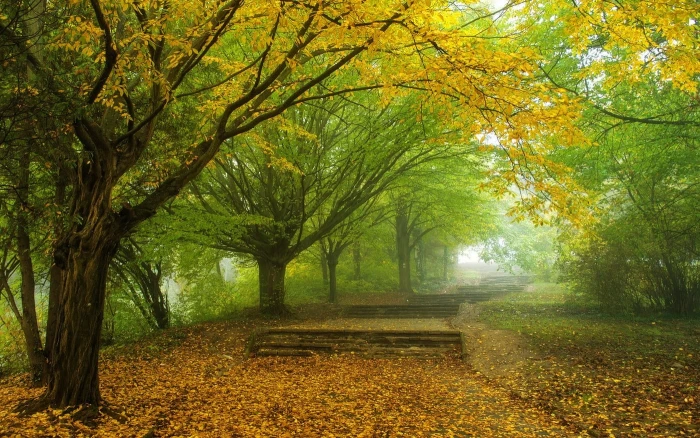 yellow leaf tree wallpaper nature landscape mist morning