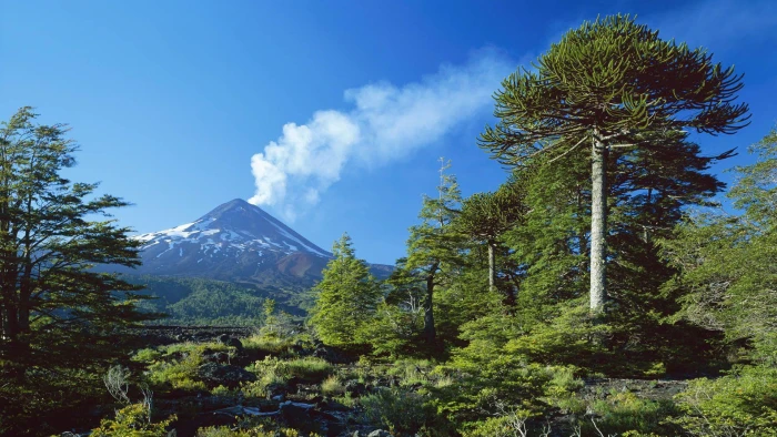 Llaima volcano Chile green tree lot nature south america 2k