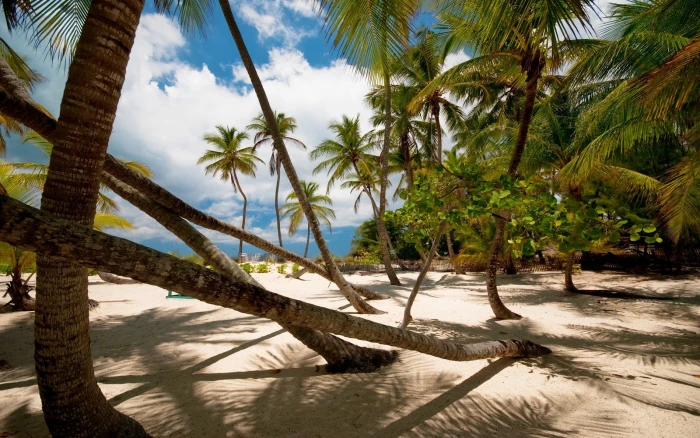 nature landscape palm trees beach sand tropical shadow 2k