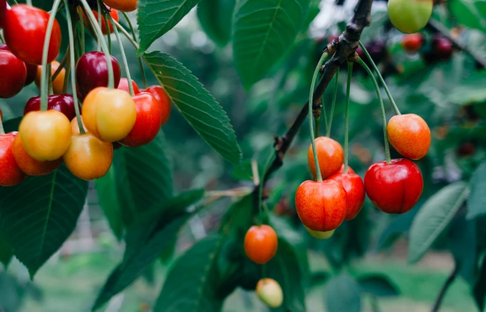 Cherries food and Drink nature fruit leaf red ripe agriculture 2k