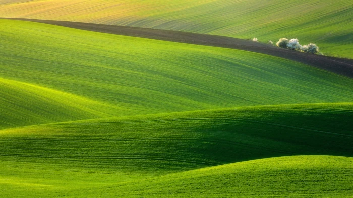 green grass fields hills trees nature landscape photography 2k