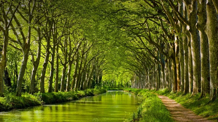 green leafed trees nature landscape forest branch leaves 2k
