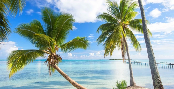 nature landscape French Polynesia summer beach dock palm trees 2k