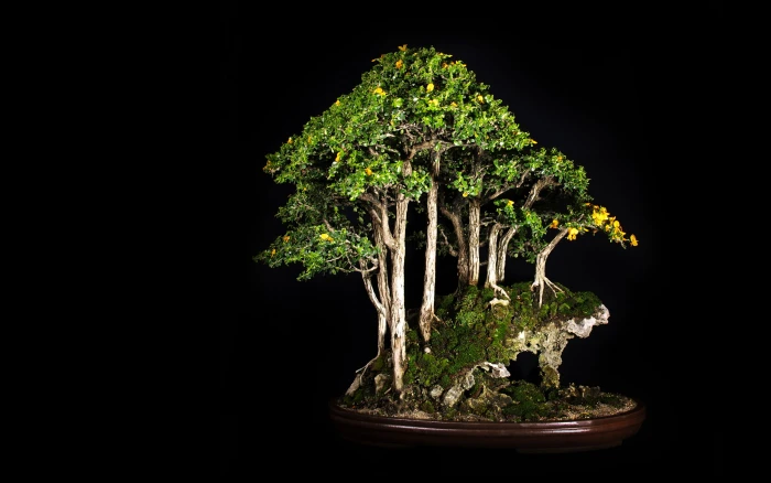Tree Bonsai Black HD nature 2k