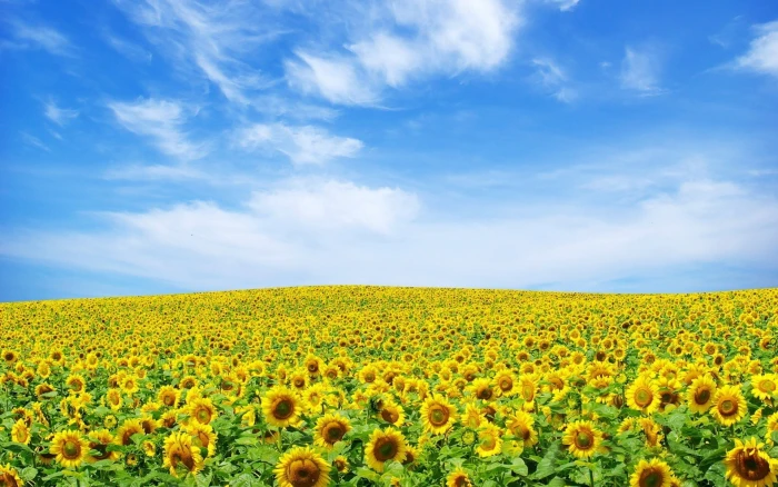 sunflower meadow landscape sky sunflowers field cloud 2k