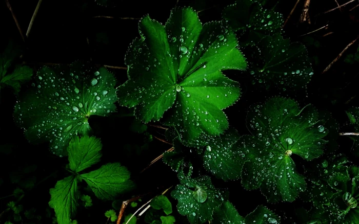 Amazing Green Flower After Rain beautiful nature 2k