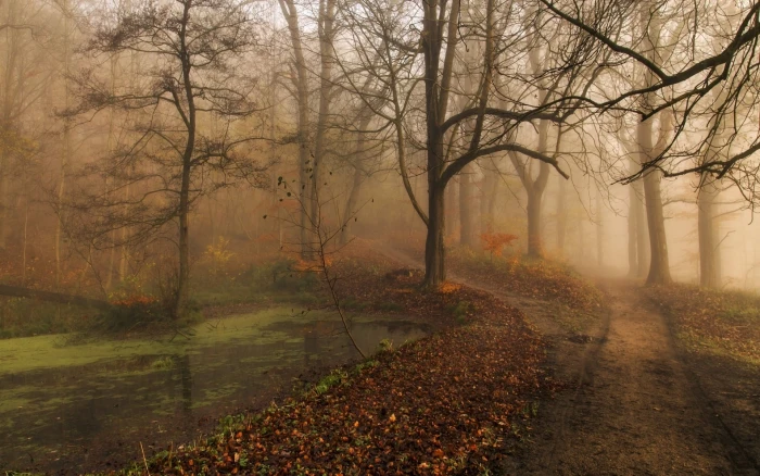 painting of tree surrounded with fog forest body water and pathway 2k