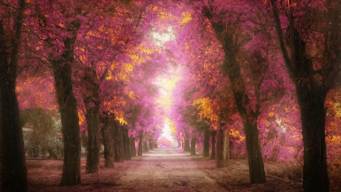 Parks trees roads pink leaves to heaven scenery 2k