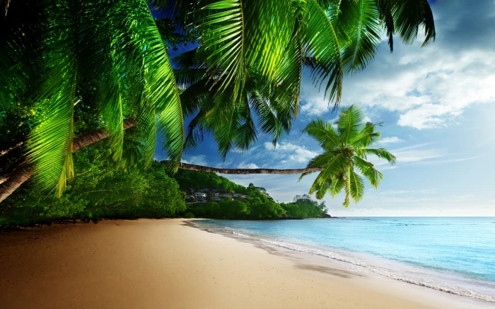 coconut trees near ocean digital wallpaper sea tropical beach 2k