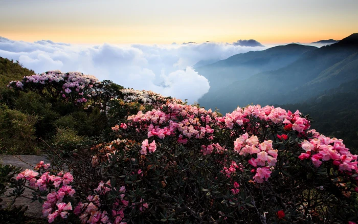 full screen nature desktop hdmi beauty in 2k