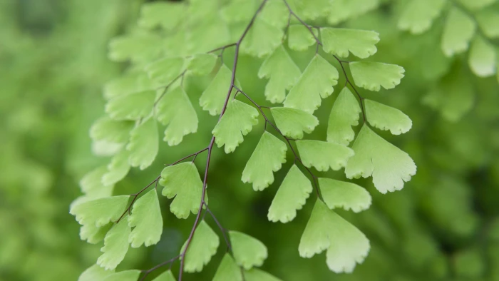 Green branch