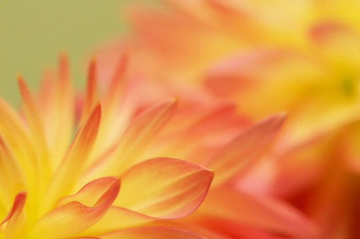 orange flowers dahlia macro excellence 2k