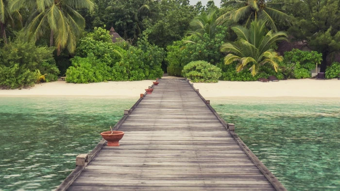 palm trees bridge nature beach plant the way forward direction 2k