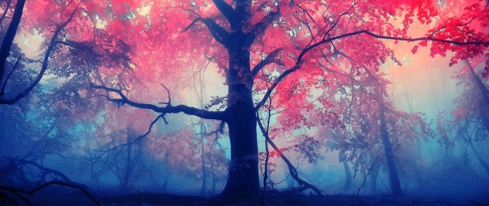 red trees ultra wide photography nature plant autumn branch 2k