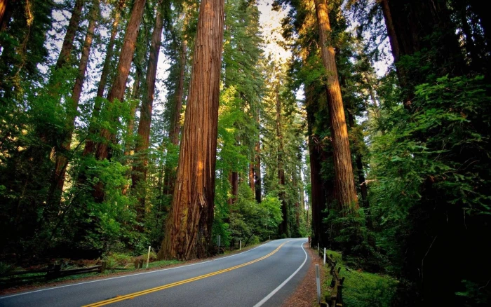 green leaf tree road sequoias redwood nature landscape forest 2k