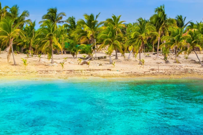 nature beach tropical sea palm trees sand turquoise water 2k