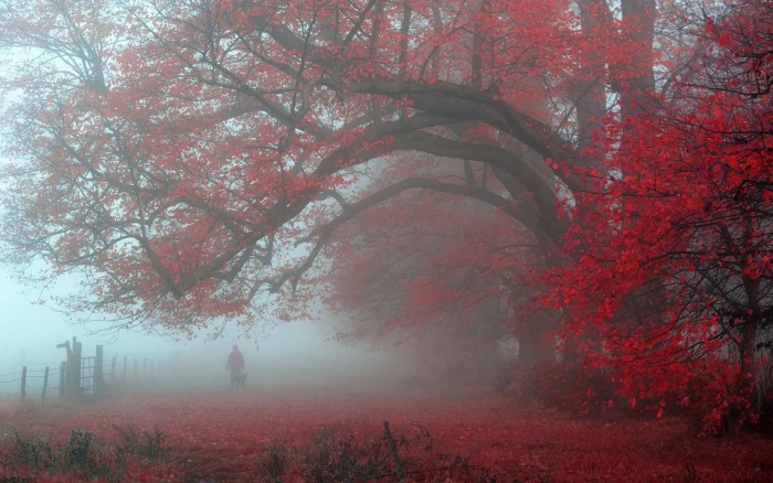red leaf tree nature landscape morning leaves trees mist 2k