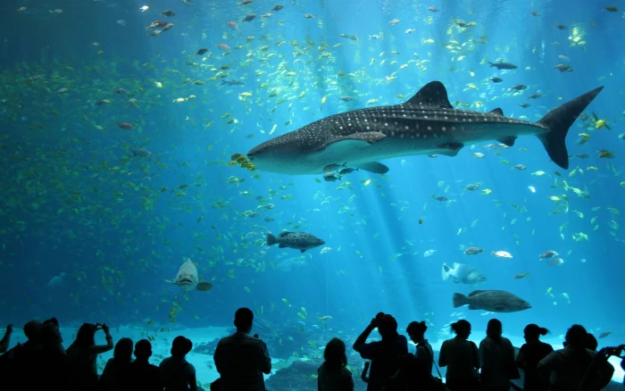 whale shark animals wildlife nature sea fish aquarium in the wild 2k