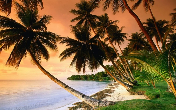 green coconut trees nature sunset tropical palm climate 2k