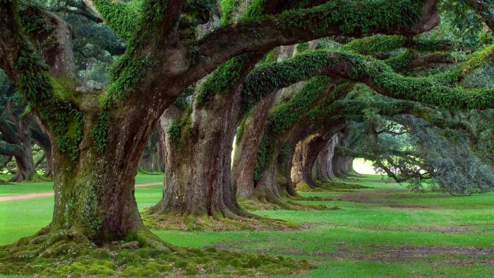 Live Oaks Oak Alley Plantation nature trees oak and abstract 2k