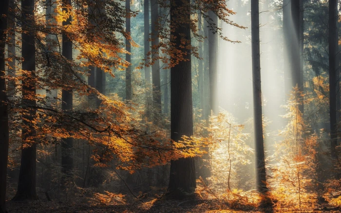 brown leafed trees landscape nature sun rays forest fall 2k