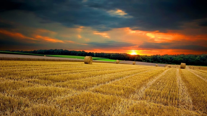 field nature land wheat landscape agriculture rural farm 2k