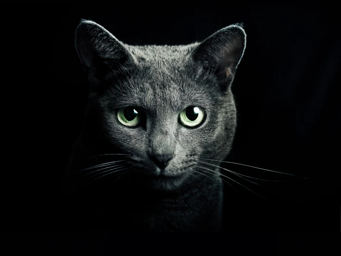 gray cat digital wallpaper black breed russian blue eyes 2k 4k
