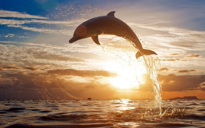 gray dolphin jump sea sunset nature water animal beach 2k