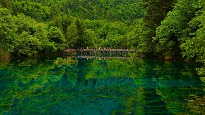 green leafed trees nature landscape forest China lake water 2k