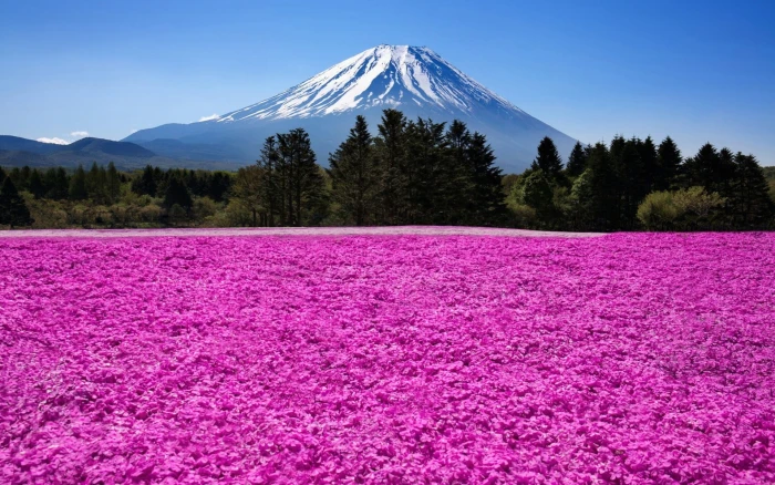 Mount Fuji Japan nature landscape mountains trees clouds 2k