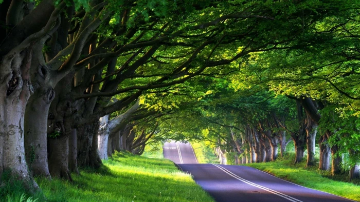 nature landscape forest tree pathway park grass summer 2k