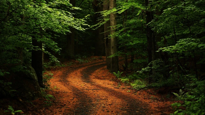 pathway between green leaf trees wallpaper during daytime 2k
