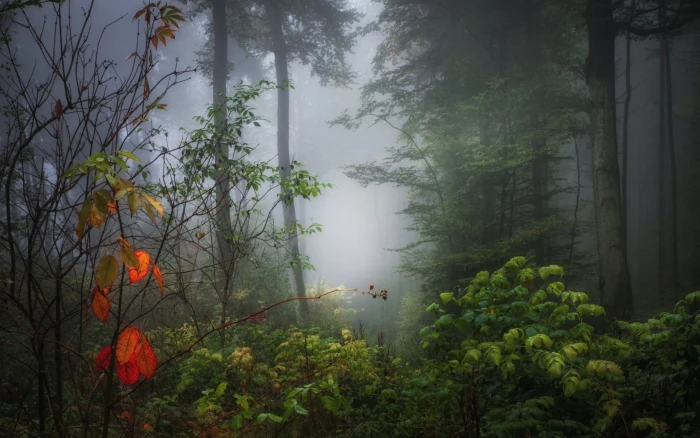 photo of forest nature trees wood plants branch leaves 2k