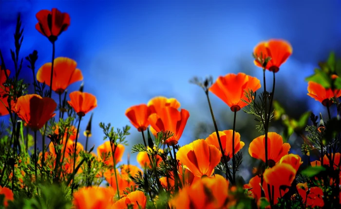 Poppies HDR orange California poppies Nature Flowers flowering plant 2k