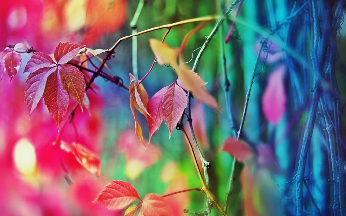 red leafed plant macro nature plants leaves beauty in 2k