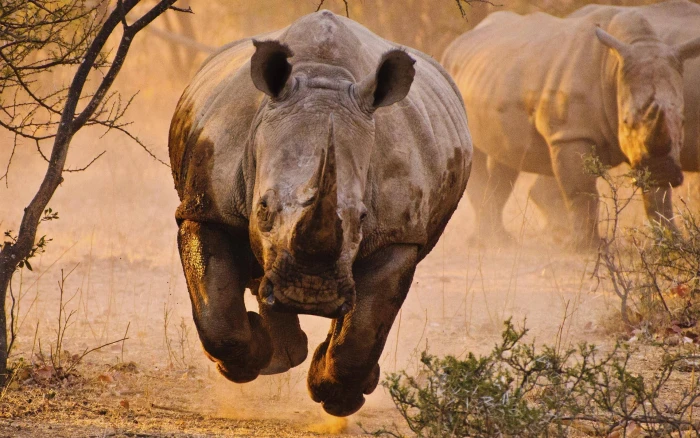 rhinoceros animals savannah desert nature animal themes 2k