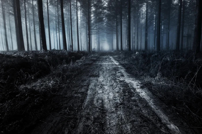 scary forest path trees dark fog dirt road Nature 2k
