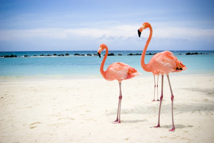 three pink flamingos sea beach nature sand bird tropical Climate 2k