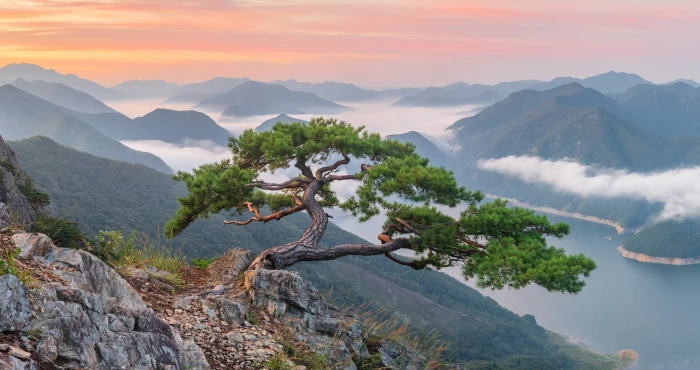 Trees Fog Landscape Mountain Nature River South Korea 2k