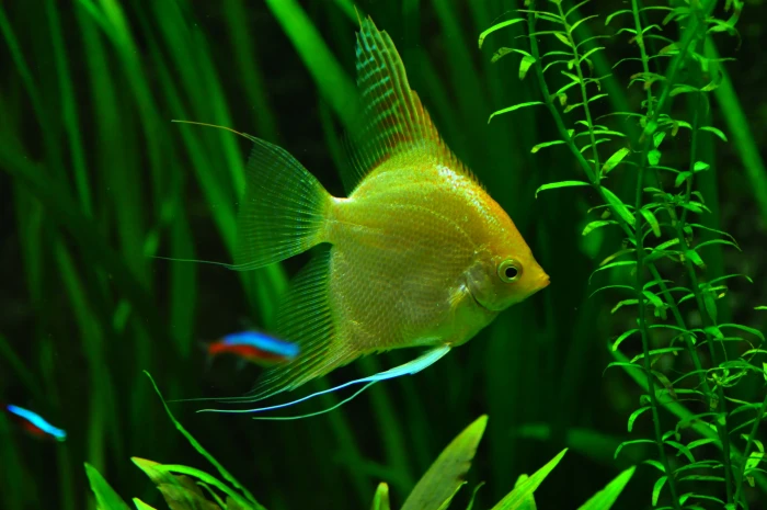 underwater photography of yellow angelfish aquarium tank tropical fish 2k