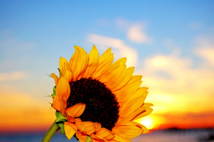 yellow Sunflower in close up photography Basting sun flower 2k
