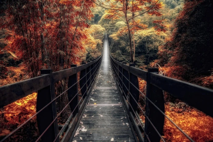 black wooden bridge brown towards green trees 2k