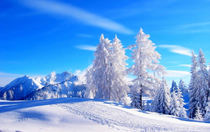 Most beautiful winter landscape HD wallpaper 02 pine trees cover with snow 2k