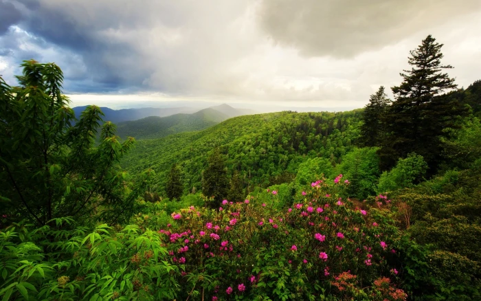Mountains trees flowers morning clouds nature landscape 2k