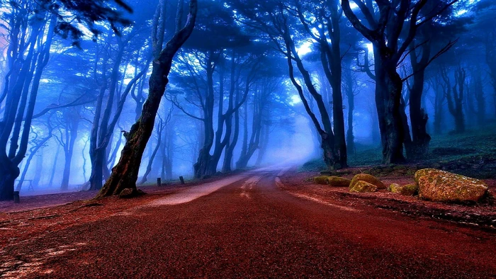 nature forest tree woodland sky atmosphere path light 2k