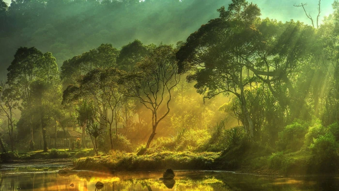 nature landscape grass tree sky summer field rural meadow 2k